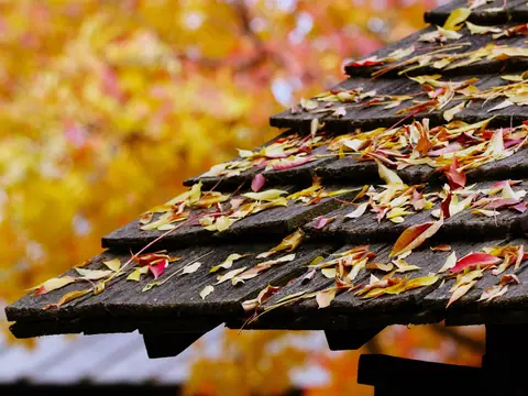 Autumn leaves caught along the edge of a shingled roof