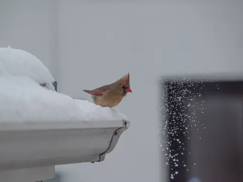 A cardinal perched on a gutter full of snow